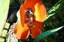 Fleurs des Rues 11 * 4368 x 2912 * (4.47MB)